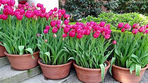 Tulip Flower Meaning In Bengali Best Flower Site