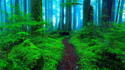 Misty Green Forest By Randall J Hodges