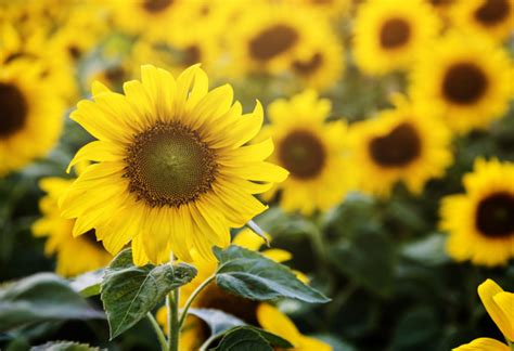 Minyak bunga matahari diperkaya dengan vitamin dan mineral penting sehingga dapat mengatasi hampir seluruh masalah kecantikan. Mengungkap Manfaat Minyak Bunga Matahari untuk Kecantikan ...