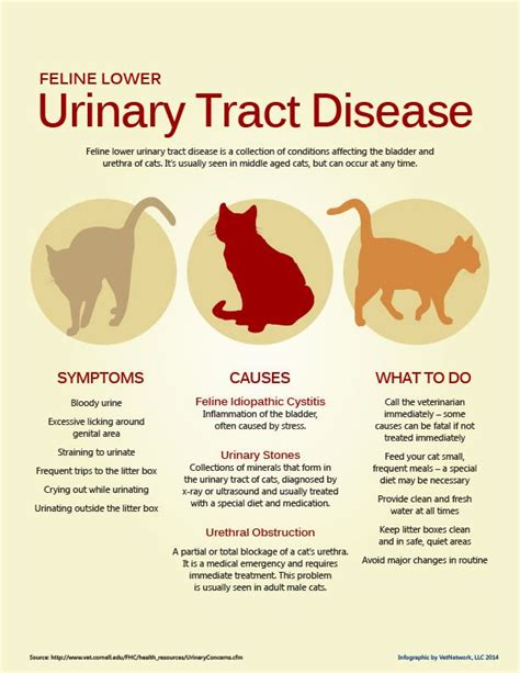 How To Tell If A Cat Has Urinary Tract Infection Cats Meat