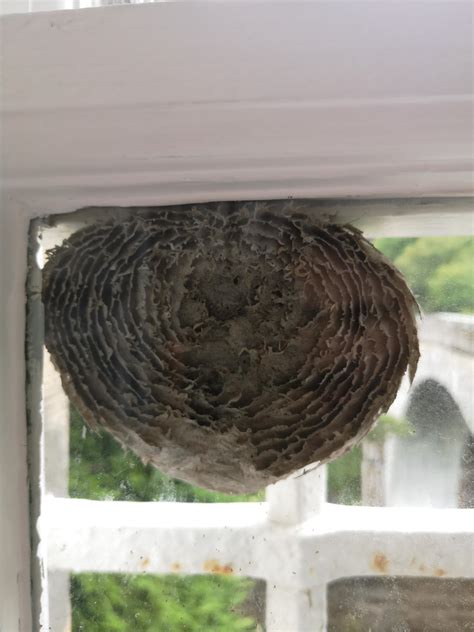How to frame in a smaller window opening. A wasps nest made on my window revealing all the layers ...