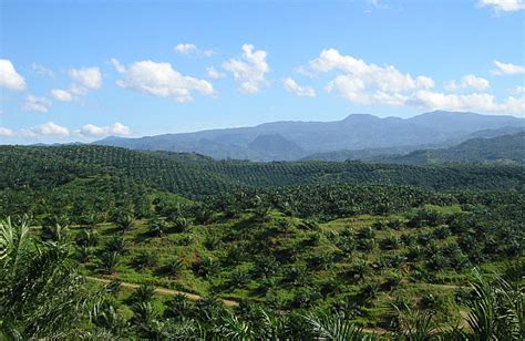 Overcoming the EU-Indonesia Palm Oil Challenge | The Diplomat