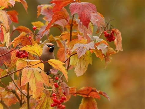 Bird In Autumn Download Hd Wallpapers And Free Images
