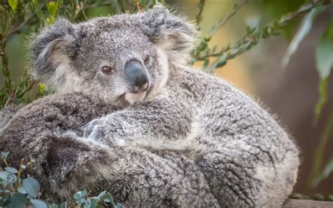 Download Wallpapers Koala Small Cute Bear Cub Gray Bear Marsupials