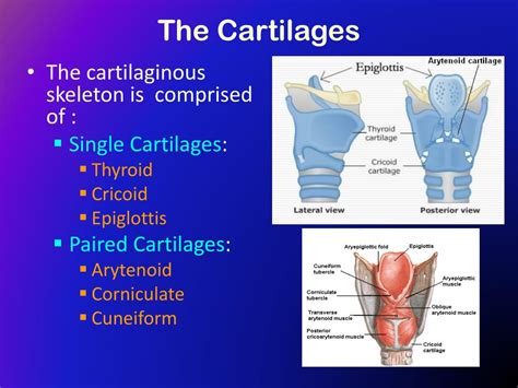 Ppt The Larynx Powerpoint Presentation Free Download Id417368