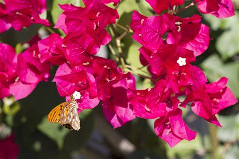 Opening at 8:00 am tomorrow. Best Landscaping Plants for San Diego - Juniper Landscape ...