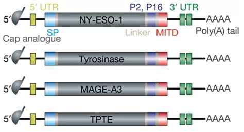 Pfizer and germany's biontech are in a race with companies including astrazeneca plc, moderna the study of pfizer's and biontech's vaccine candidate, called bnt162b1, is undergoing scientific. Nature：BioNTech发表mRNA疫苗BNT111 I期临床结果 - 癌症123