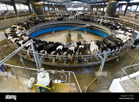 Rotary Milking Parlour On A Modern Uk Dairy Farm Stock Photo Royalty