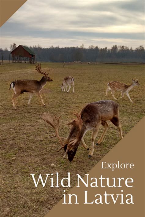Explore Wild Nature In Latvia Multicultural Kid Blogs