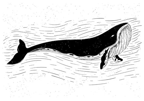 Vector Whale Illustrations Vector Whale Illustration