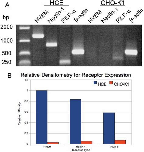 Quantitative Rtpcr Analysis For Entry Receptor Expression Total Rna