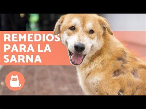 Remedios Caseros Para La Sarna En Perros Youtube