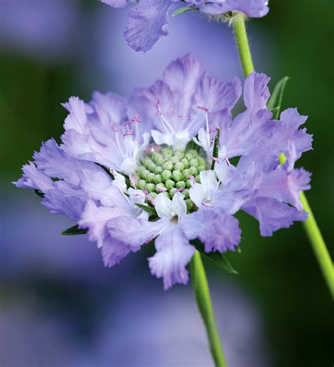 Buy Scabiosa Caucasica Perfecta Blue Pincushion Flower Sarah Raven