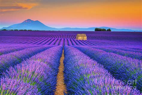 Blooming Lavender Field And Sunset Floral Landscape Photograph