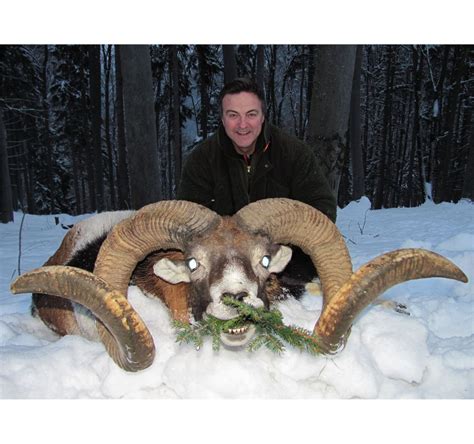 5 Day European Mouflon Hunt For One Hunter And One Non Hunter In