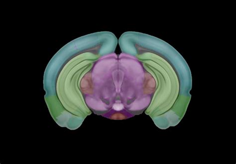 Allen Institute Creates Mouse Brain Map In 3 D