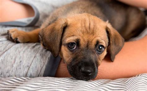 Como Hacer Para Que Un Cachorro Deje De Llorar Por La Noche