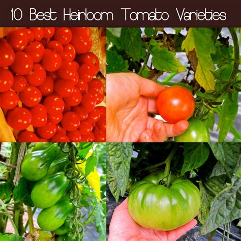 It tastes like a dream; 10 Best Heirloom Tomato Varieties - Homestead Bloggers Network