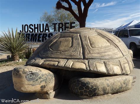 Worlds Largest Desert Tortoise Weird California