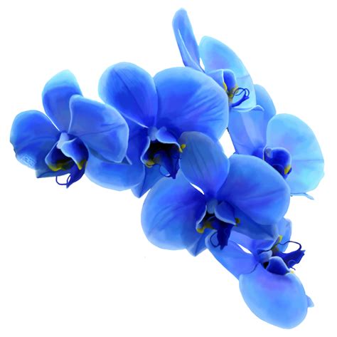 Blue Orchids By Caberoni On Deviantart Blue Orchids Orchids Blue