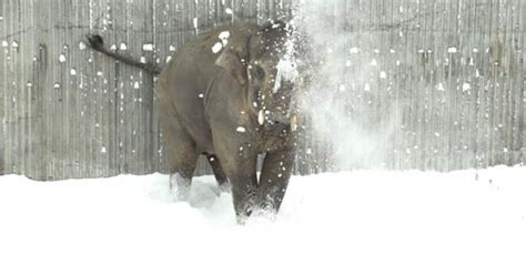 Zoo Closes For Snow But Camera Catches The Images Of Elephant Happily