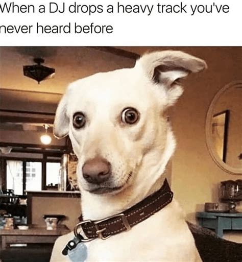 26 Ear Scratchin Doggo Memes That Will Make You Smile And Leave You