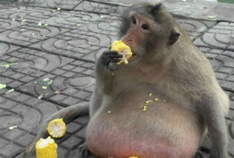 Obese Monkey Nicknamed Uncle Fatty Who Gorged On Tourists Food Sent