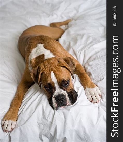 Young Boxer Dog Laying Down Free Stock Images And Photos 18821418