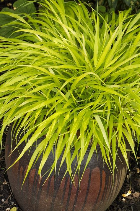 Cordgrass is a spreading grass, which likes moist and wet soils. Best Ornamental Grasses for Containers | Growing ...