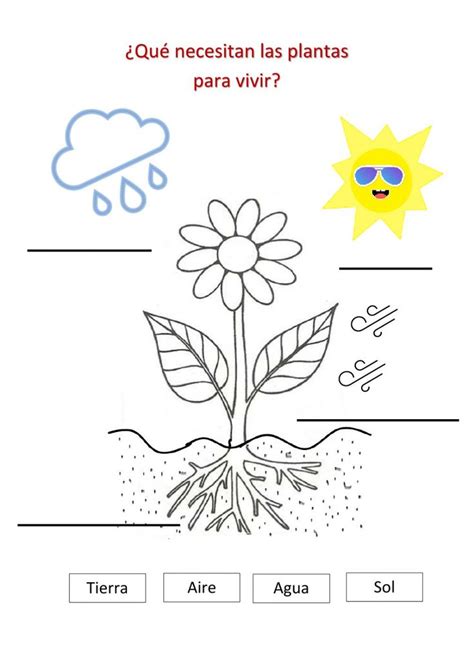 Las Plantas Necesitan Interactive Worksheet Online Activities