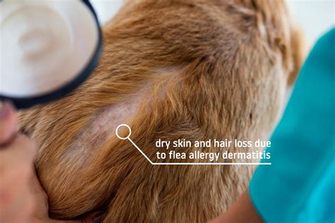 How To Treat Your Dogs Dry Skin Causes Symptoms And Treatments