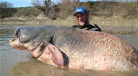Fisherman Reels In 9 Foot Record Breaking Catfish