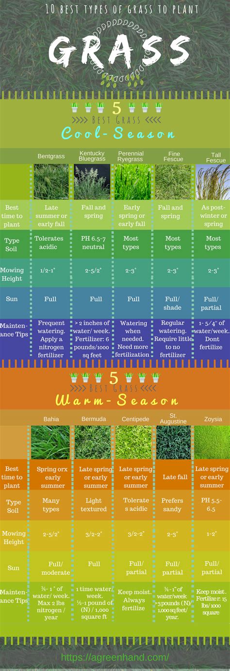 10 Popular Types Of Grasses To Plant In All Seasons Infographic Ecogreenlove