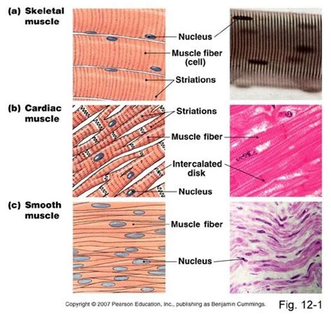 Smooth Muscle Diagram Labeled Class 9 6 Tissues Ncert Solutions For