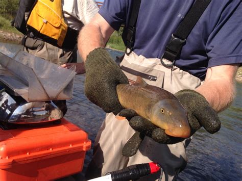 Wildfire Causes 80 Fish Loss In Colorado River Survey Finds Cbc Radio