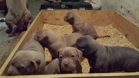 3 Week Old Pitbull Puppies Adba Pitbull Puppies 3 Weeks Old For Sale