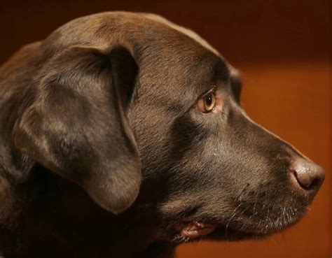Scientists Take A Peek Behind Those Sad Puppy Dog Eyes The Garden Island