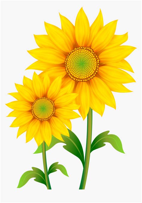 Common Sunflower Clip Art Transparent Background Sunflower Clipart