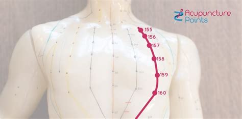 Stomach Channel Meridian Acupuncture Points