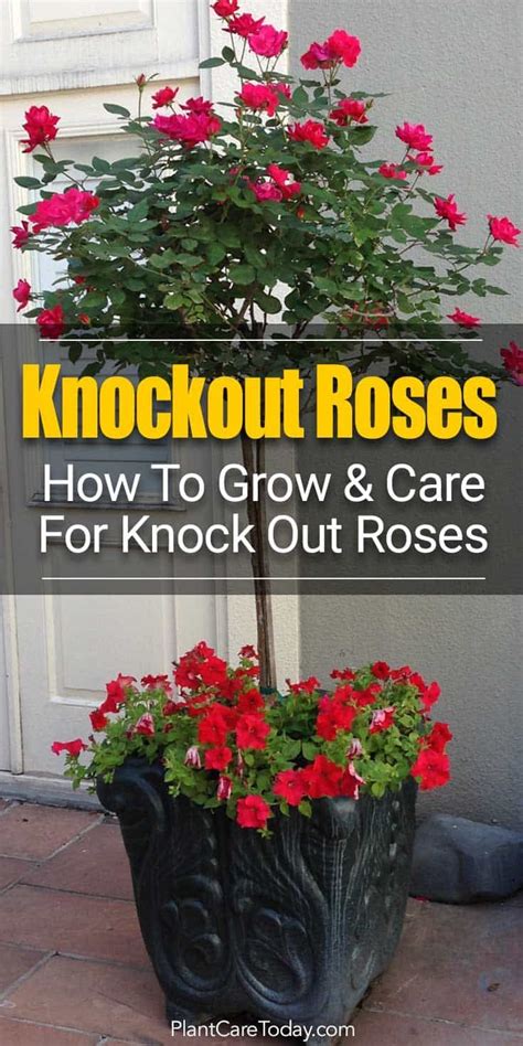 Knockout Roses Care How To Care For Knock Out Roses Did You Know That