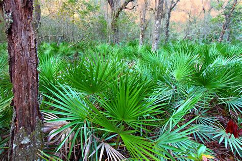 Explore the Fascinating World of Native Florida Plants