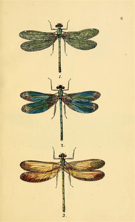 Dragonfly Art Print An Antique Scientific Illustration Printable
