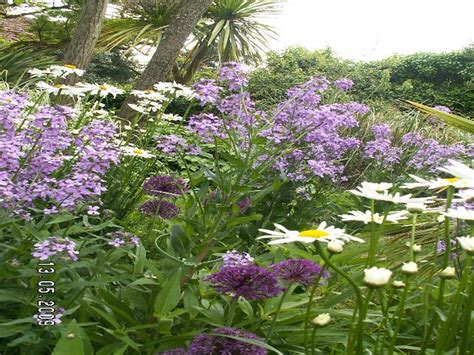Les Jardins De La Boirie Leucantheme Alliums Et Hesperis Flickr