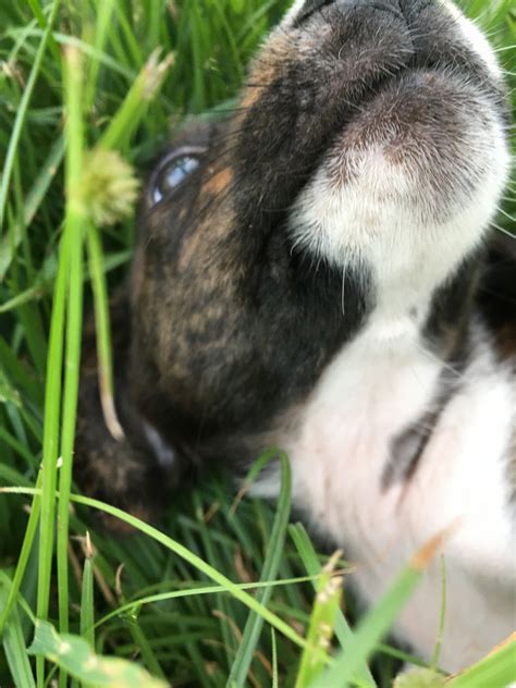 Not sure what pet is right for you? Bluetick Coonhound Puppies For Sale | Chesapeake, VA #225537