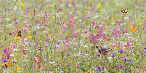 Field With Spring Flowers And Butterflies Stock Photo Download Image