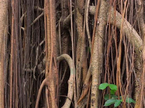 batang beringin | batang pohon beringin. lokasi : ragunan. w… | Flickr