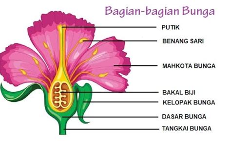 Fungsi, Jenis dan Bagian-Bagian Bunga yang Perlu Diketahui – Official