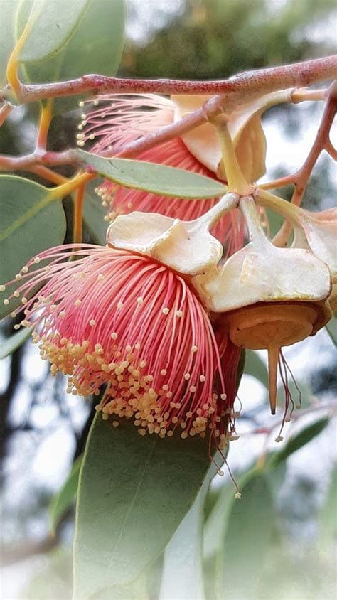 Plantfiles Pictures Eucalyptus Species Wing Fruited Mallee