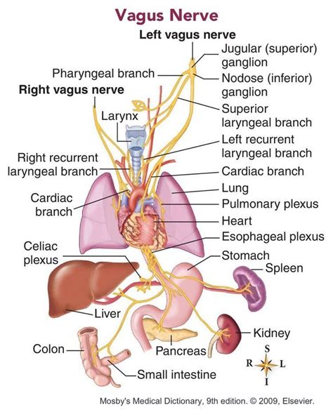 Click To Enlarge Vagus Nerve Nerve Anatomy Human Anatomy And Physiology