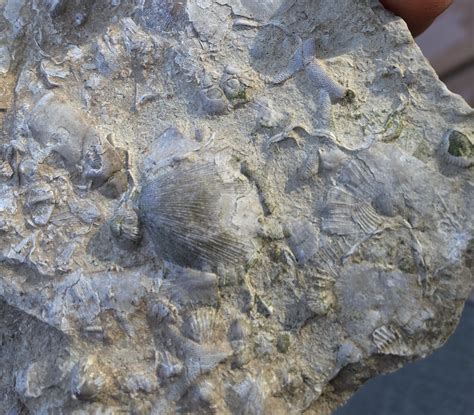 Ancient Sea Floor Fossil From Southeast Missouri Fossilized Sea